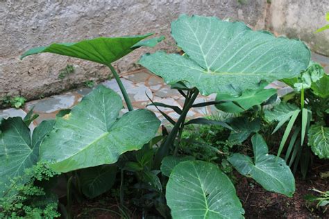 Arrowleaf Elephant s Ear from São Lourenço MG 37470 000 Brasil on