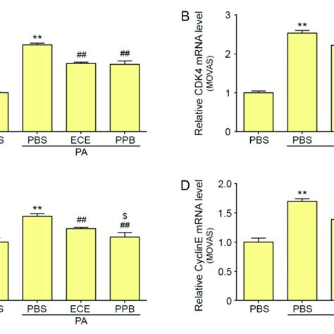 Effects Of Ece And Ppb On The Expression Of Cell Cycle Related Mrna