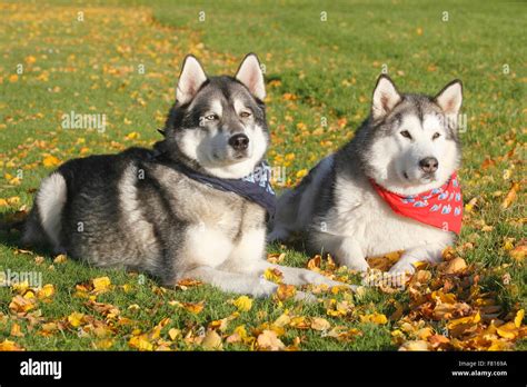 alaskan malamute and siberian husky malamute mixed-breed Stock Photo ...