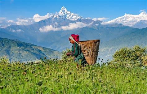 Pokhara Jours De Trek Ghorepani Poon Hill Avec Chambre Et Repas