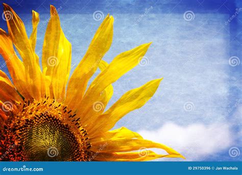 Sunflower Sunny Banner Royalty Free Stock Image Image 29750396