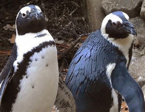Una pareja de pingüinos gay roba huevos de un nido de otra pareja de lesbianas para convertirse