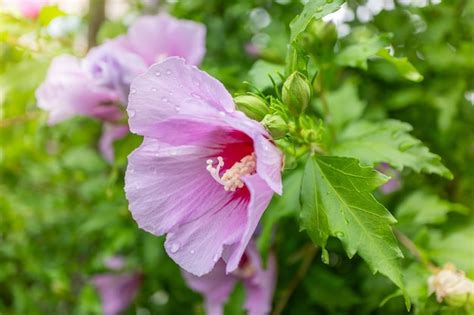 Premium Photo Korean National Flower In The Name Rose Of Sharon Or