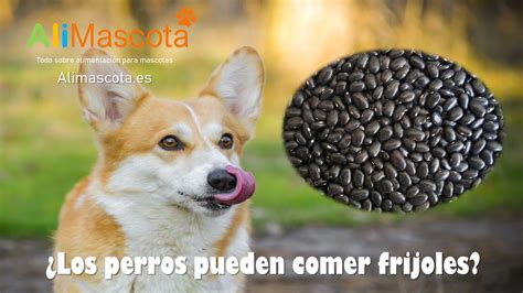 Frijoles Para Los Perros AlimentaciÓn Para Perros