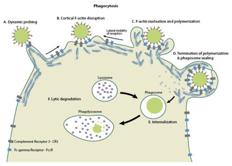 What Is Phagocytosis Mechanobiology Institute National University