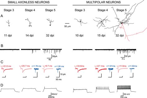 Morphological And Electrophysiological Features In Stage 35 Small