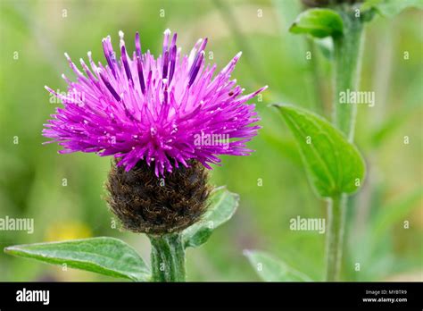 Lesser Knapweed Centaurea Nigra Also Known As Common Knapweed Close