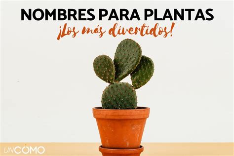 Total Imagen Modelo De Proyecto De Plantas Ornamentales Abzlocal Mx