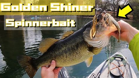 Catching BIG Bass On GOLD Spinnerbaits And Topwater Frogs Lady Bird