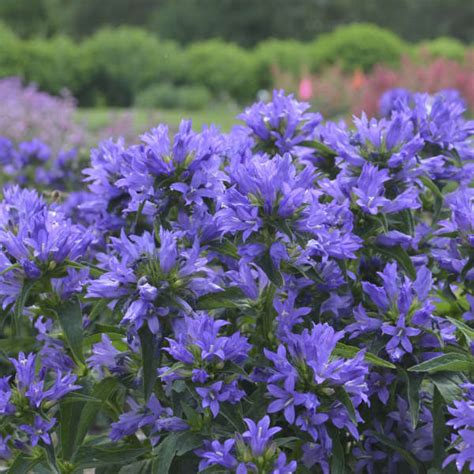 Campanula Glomerata Church Bells Pp32290 Perennial Resource