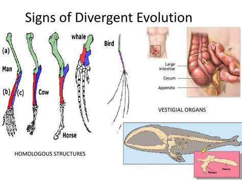 Ppt Types Of Evolution Divergent Vs Convergent Powerpoint