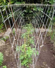 53 Tomato Trellis Designs Completely Free Tomato Trellis Tomato