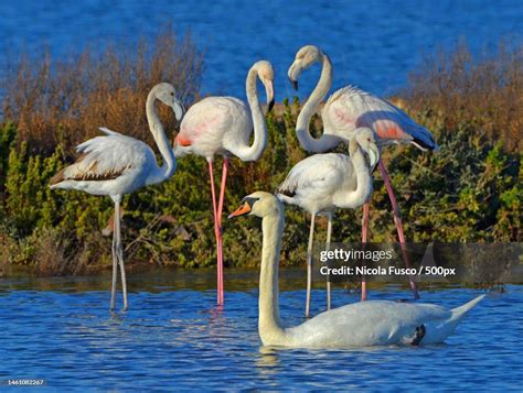 Two Flamingos In Lake Italy High-Res Stock Photo - Getty Images