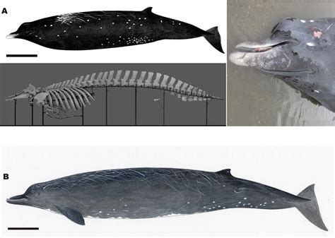 RESEARCHERS UNCOVER A NEW SPECIES OF BEAKED WHALE... - Marine Science ...