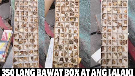 Bumili Ako Ng Gagamba Napaka Mura 100pcs Bawat Box Youtube