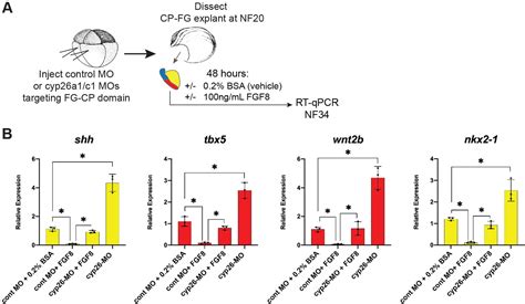 Figures And Data In Tbx5 Drives Aldh1a2 Expression To Regulate A Ra