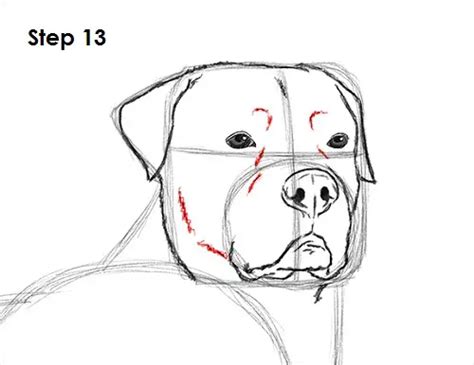 How to Draw a Rottweiler