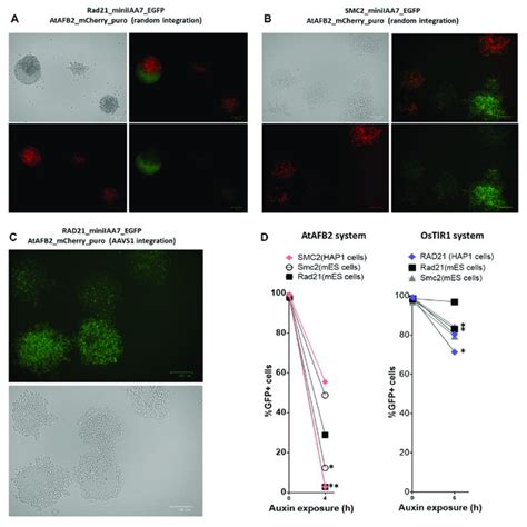 Mosaic Expression Of AFBs In MESCs And HAP1 Cells One Cell Derived