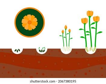 Flower Diagram Plant Growth Stages the Stock Illustration 2067380195 ...