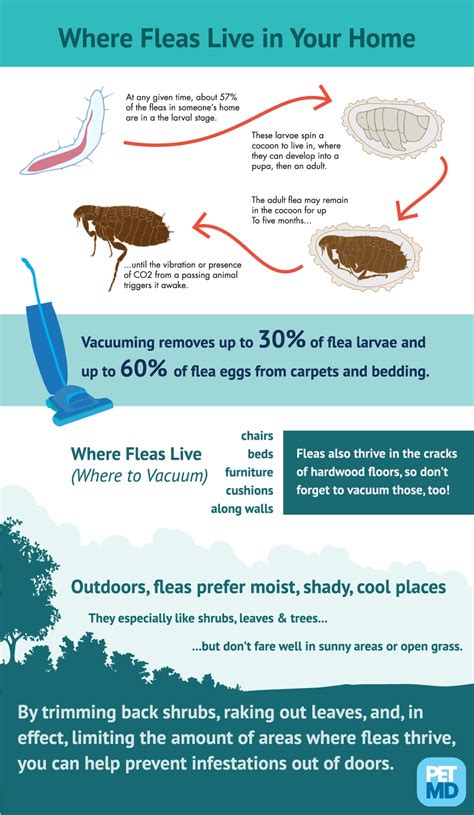 Flea Habitats At Home Petmd