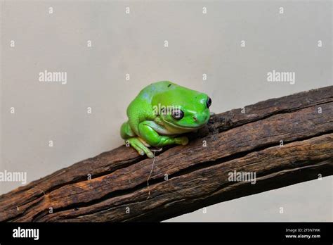 Australia Australian Green Tree Frog Stock Photo Alamy