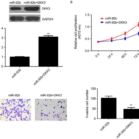 A Western Blotting Was Performed To Measure Dkk3 Expression In Download Scientific Diagram