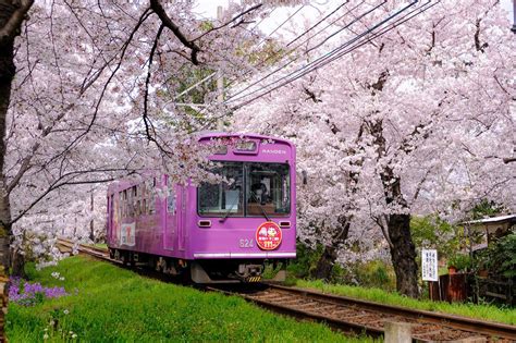 京都電車の窓から見える桜スポット移動しながらお花見しよう PrettyOnline