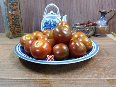 Dhf Tomato Bounty Hunter Seeds Heirloom Tomatoes