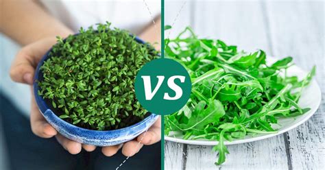 Arugula Vs Watercress Calories And Nutrition Showdown