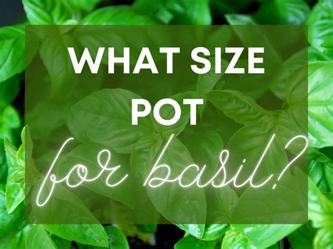 What Size Pot For Basil Plants A Guide To Basil Pot Size