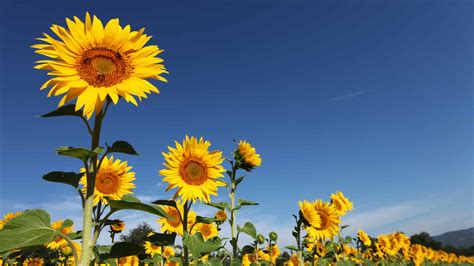 Flor de Girassol significado espiritual e simbólico Enciclopédia