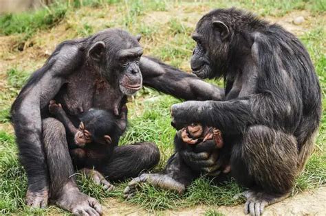 El Chimpanc Que Come Donde Vive Caracter Sticas Y Curiosidades