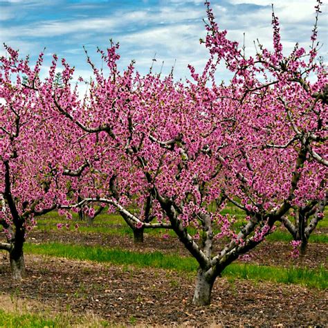 Peach Tree Seeds Dwarf Loring Nemaguard Prunus Persica Fast Hardy