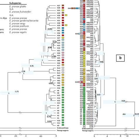 TCS Haplotype Network Based On The Concatenated Phased Nuclear DNA