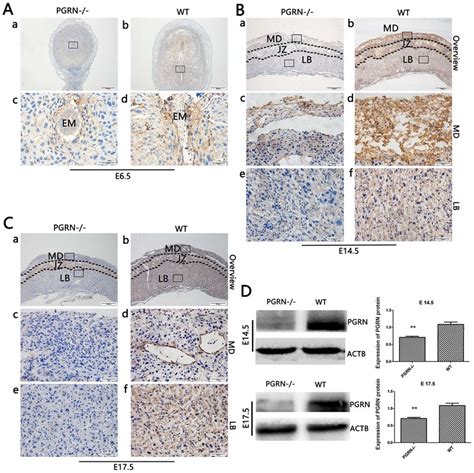 PGRN In Developing Embryos On E6 5 And Placentas On E14 5 And E17 5