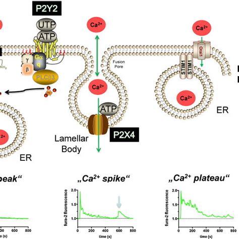 Pdf Spatio Temporal Aspects Pathways And Actions Of Ca2 In Surfactant Secreting Pulmonary