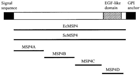 Schematic To Scale Showing The Positions Of The Various Recombinant