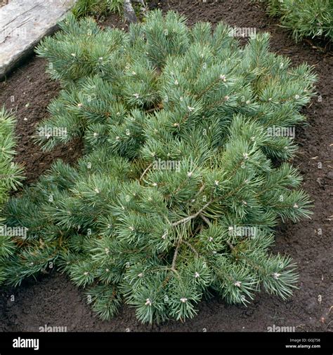 Pinus Sylvestris Pine Hi Res Stock Photography And Images Alamy