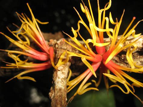 Amyema Cuernosensis Loranthaceae Image At Phytoimages Siu Edu