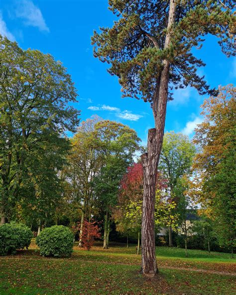 Auprès de mon arbre à Villiers le Bel Ville de Villiers le Bel