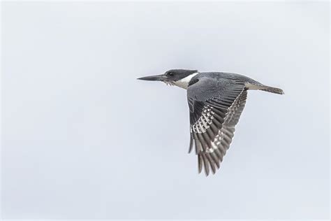 Belted Kingfisher Flying Photograph by Belinda Greb - Pixels