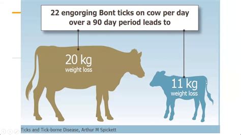 Cattle Pen Fattening Business Webinar Youtube