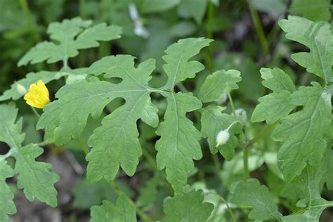 Celandine Poppy | Illinois Pollinators