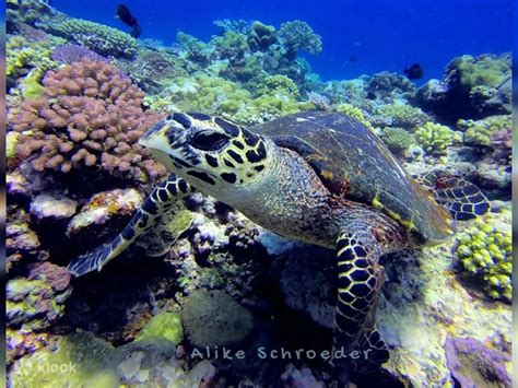 Experience PADI Discover Scuba Diving in Saipan with PADI 5 Star Dive ...