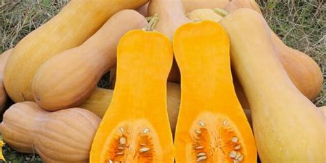 Heirloom Butternut Nutterbutter Moschata Squash Organic Seeds