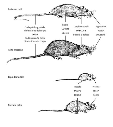 Topi Domestici E Ratti Le Differenze Rentokil Italia