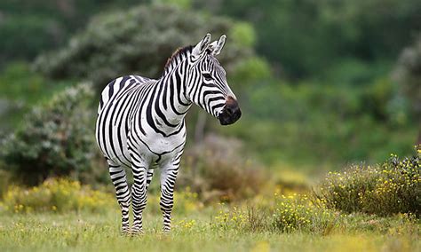 Z Bre Z Bres Animaux Animaux Lac Et Parc National De Nakuru