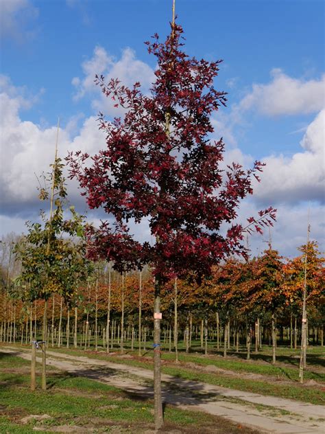 Quercus rubra Chêne rouge d Amérique Van den Berk Pépinières