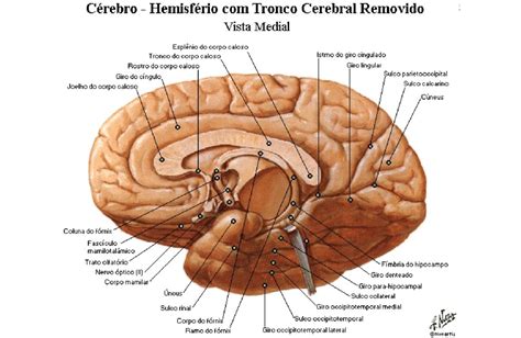 Lobos Cerebrais Anatomia Papel E Caneta