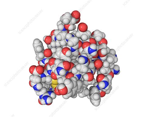 Insulin molecule - Stock Image - C003/3144 - Science Photo Library